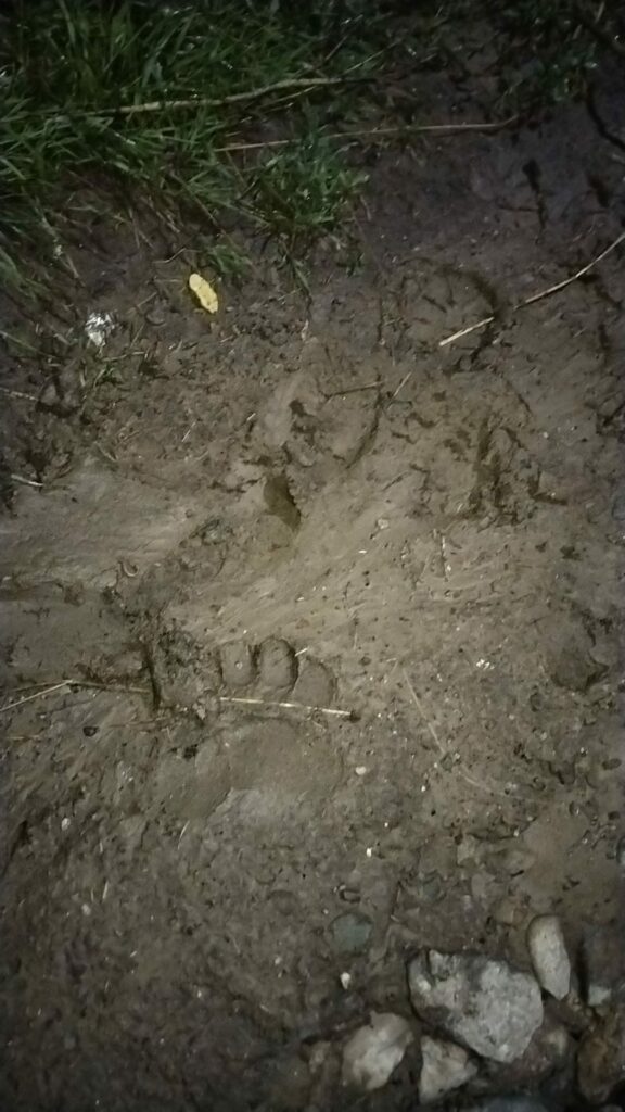 oaie ucisă de urs în satul șalcău - „toată noaptea a dat târcoale în jurul casei”