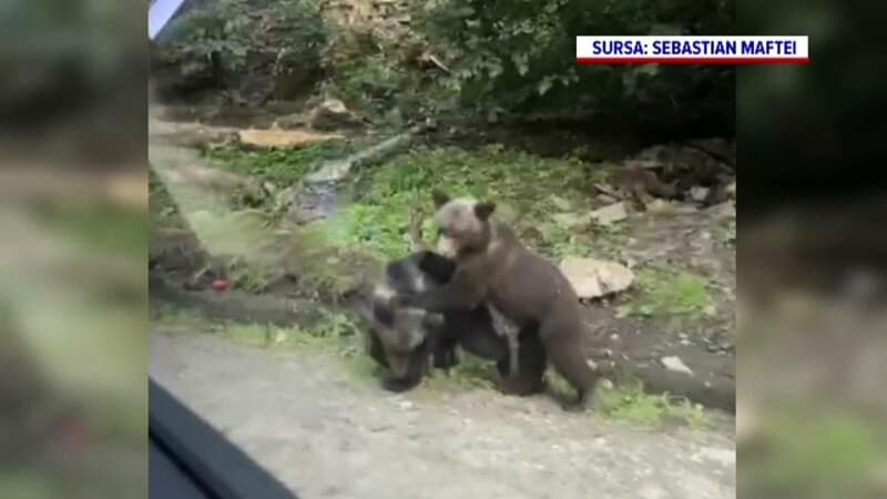 turiști străini, impresionați de doi ursuleți simpatici de pe transfăgărășan