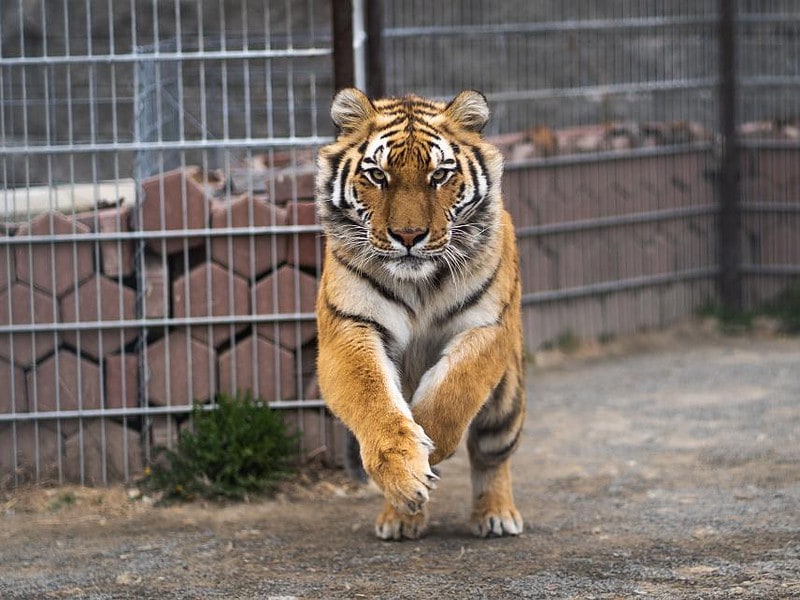 bărbat rănit de un tigru la o grădină zoologică din românia