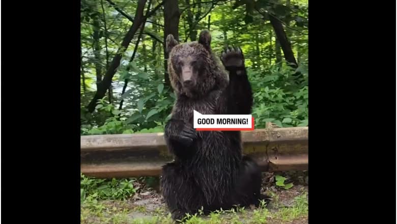 urs de pe transfăgărășan devenit vedetă pe internet în anglia. salută turiști ca să primească mâncare (video)