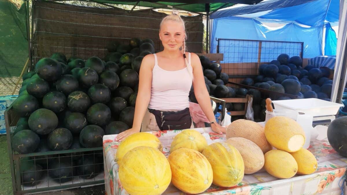 giganții verzi de 18 kilograme fac senzație în piața cibin. recoltă record de pepeni în 2023