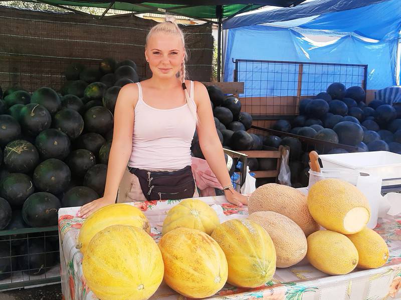 giganții verzi de 18 kilograme fac senzație în piața cibin. recoltă record de pepeni în 2023