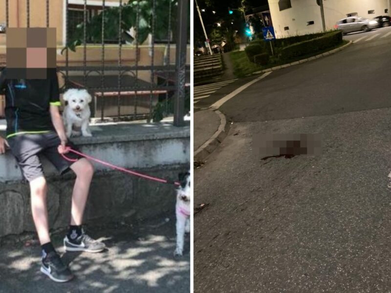 o șoferiță vitezomană a lovit mortal un cățel pe strada independenței. stăpâna bichon-ului: “nu a existat strop de empatie”