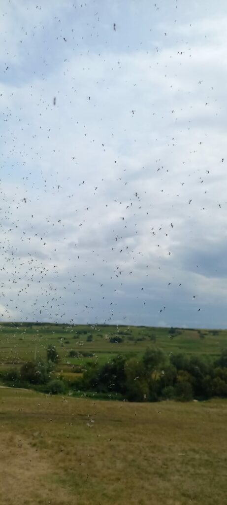 fenomen: roiuri uriașe de furnici cu aripi între slimnic și mândra, județul sibiu(foto, video)