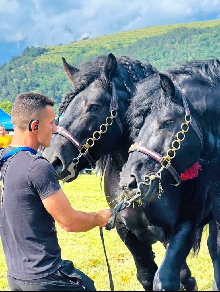 armăsari de rasă din orlat, vedete pe tik tok - povestea lui lupu șor și pasiunea „moștenită” de la tatăl său (video, foto)