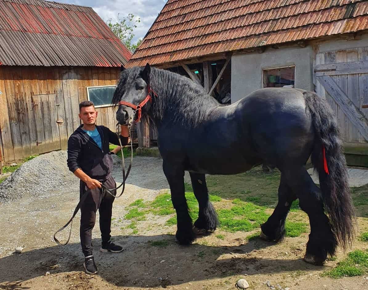 armăsari de rasă din orlat, vedete pe tik tok - povestea lui lupu șor și pasiunea „moștenită” de la tatăl său (video, foto)