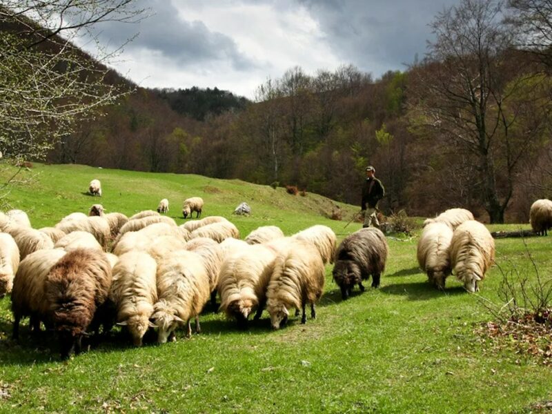 scandal între doi crescători de animale pentru locul de pășune din poplaca. „mor oile de foame”