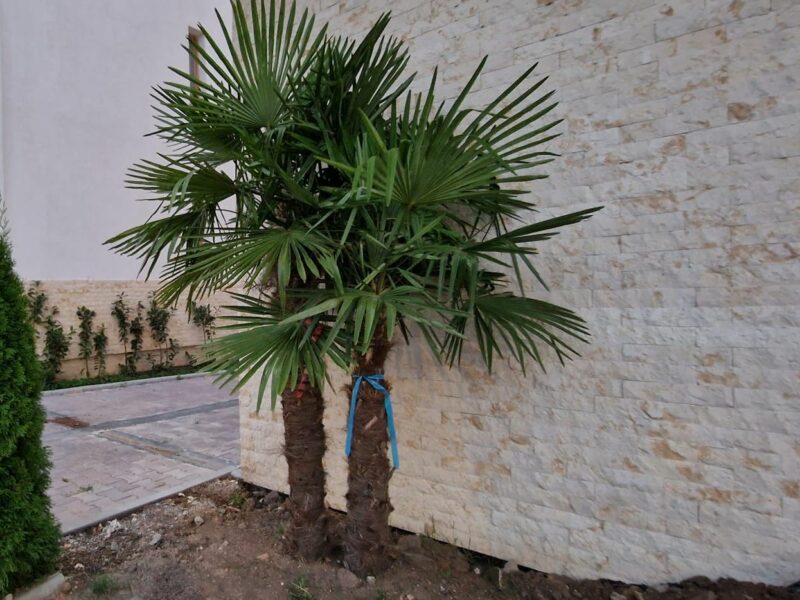 exclusiv primii palmieri plantaţi în județul sibiu sunt la șelimbăr. primarul marius grecu: "nu ştiu dacă se aclimatizează" (video, foto)