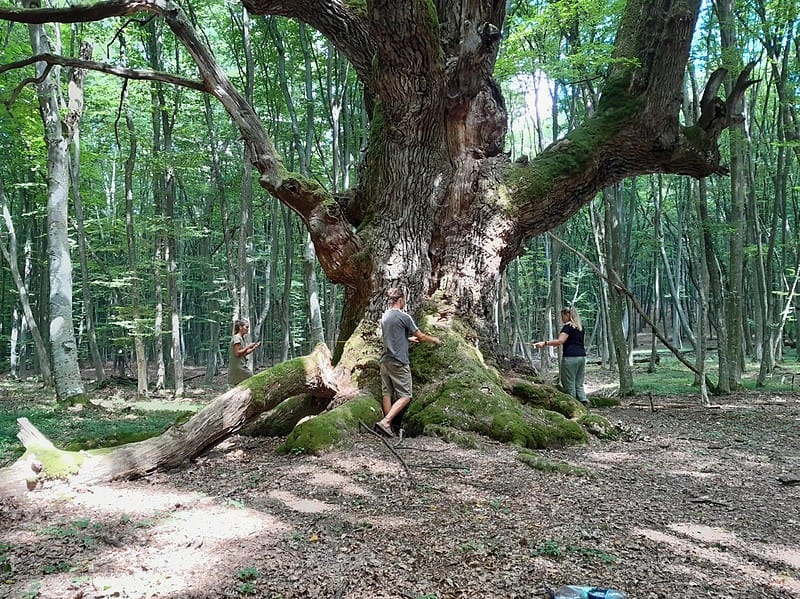 al șaselea cel mai mare stejar din românia se află într-o pădure din județul sibiu