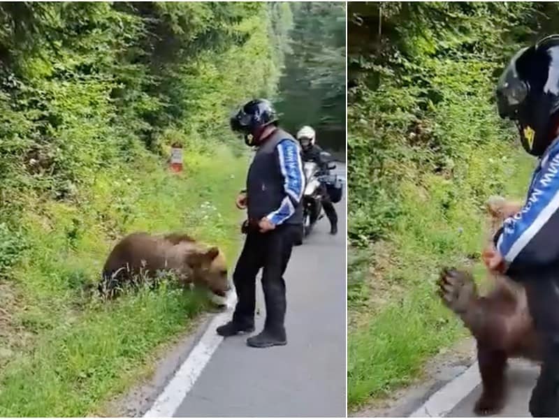 gestul inconștient al unui turist pe transfăgărășan. la un pas să fie sfâșiat de urs