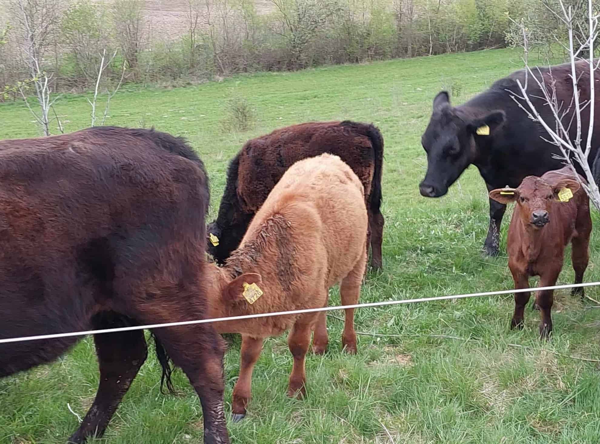 vaci de rasă furate dintr-o fermă de la porumbacu de jos. hoții erau dotați cu un camion cu lift