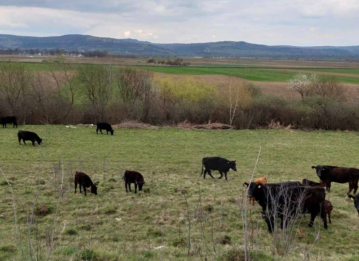 vaci de rasă furate dintr-o fermă de la porumbacu de jos. hoții erau dotați cu un camion cu lift