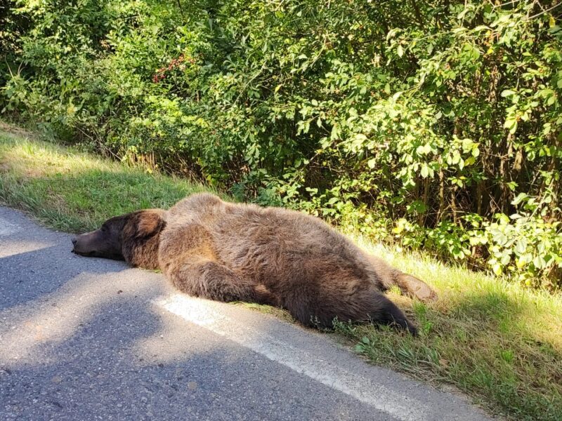 urs lovit în plin de o mașină între cisnădie și șelimbăr (foto)