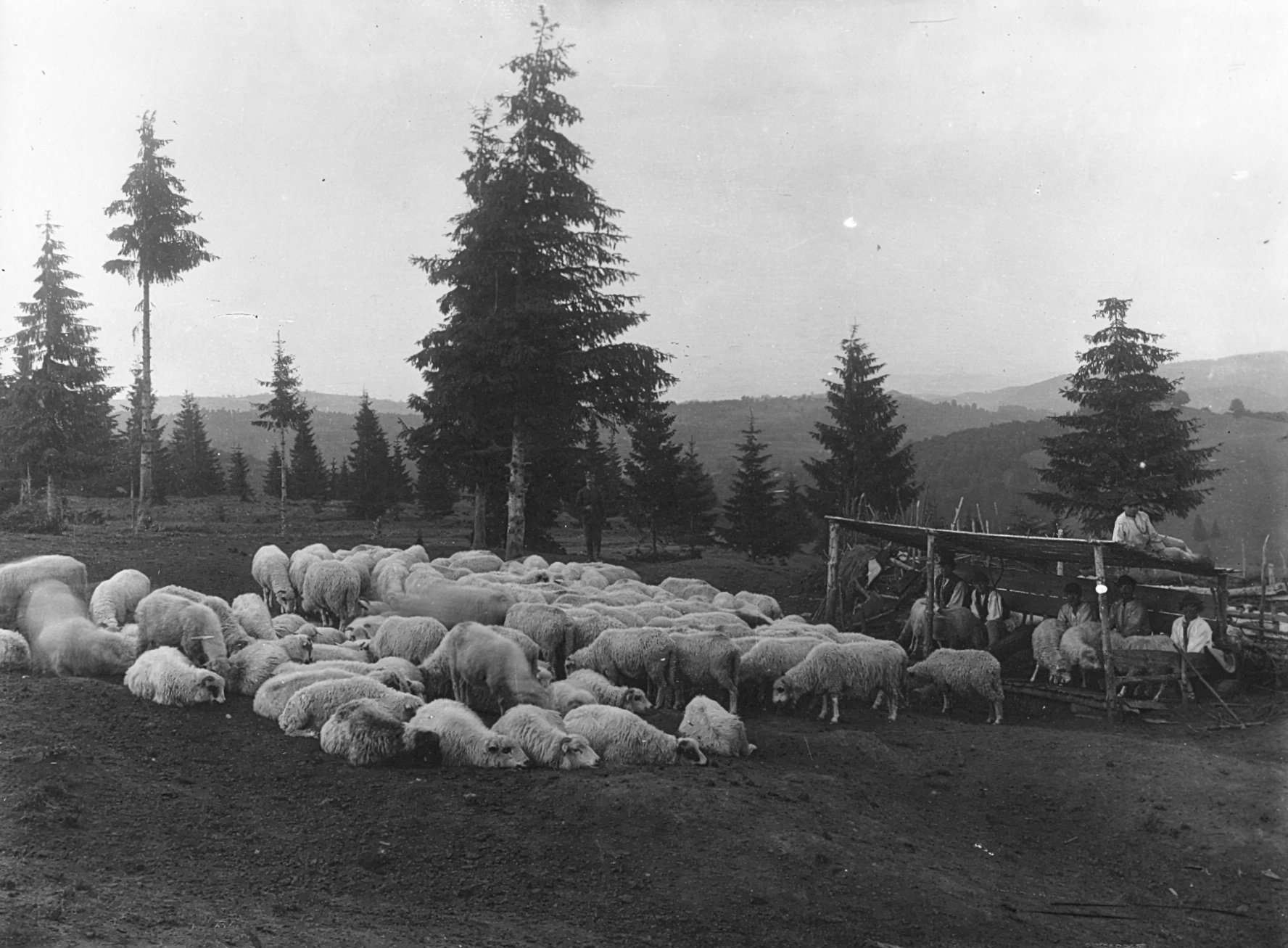 ateliere meșteșugărești și reconstituirea obiceiului coborârii oilor la muzeul astra
