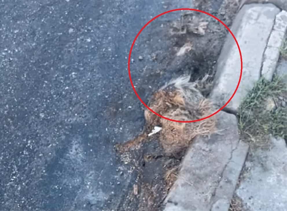 câine mort, asfaltat pe un drum din porumbacu de jos. primar: „am cerut o explicație”(video)
