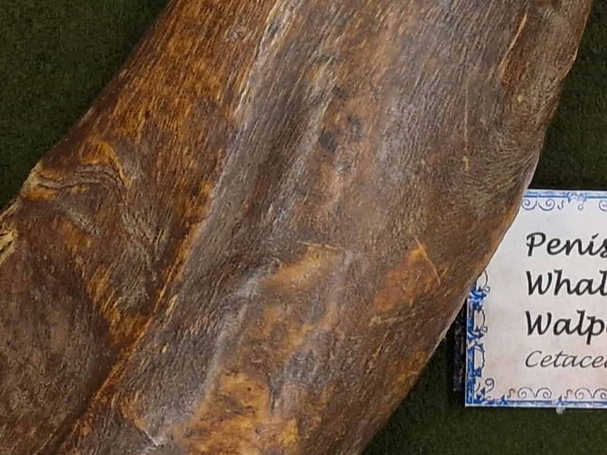 ghidul sibianului curios: cel mai mare mădular se poate vedea la muzeul brukenthal (video)