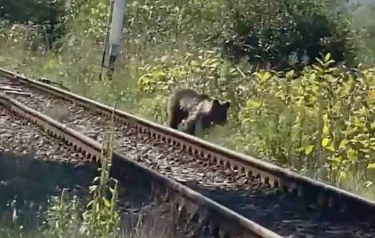 urs văzut în axente sever. isu a emis ro-alert (video)