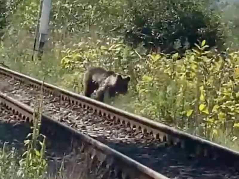 urs văzut în axente sever. isu a emis ro-alert (video)