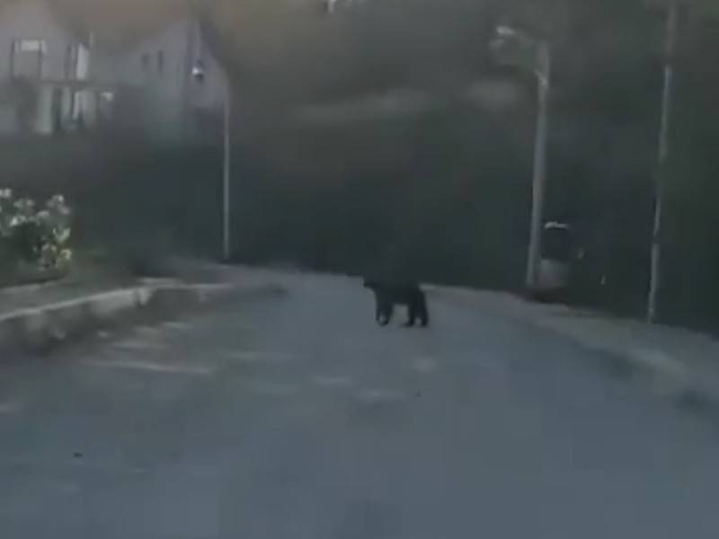 urs văzut pe străzile din mediaș. isu: „evitați zona, rămâneți în locuințe”