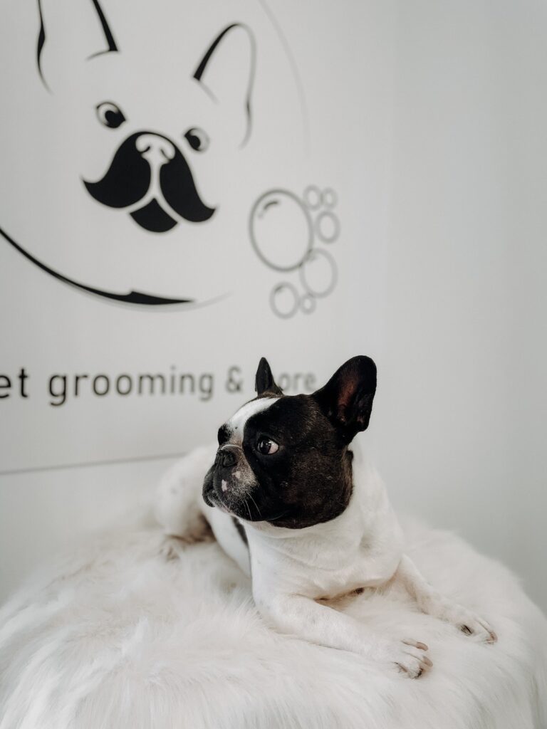 descoperă wash&woof, noul salon canin din orașul tău