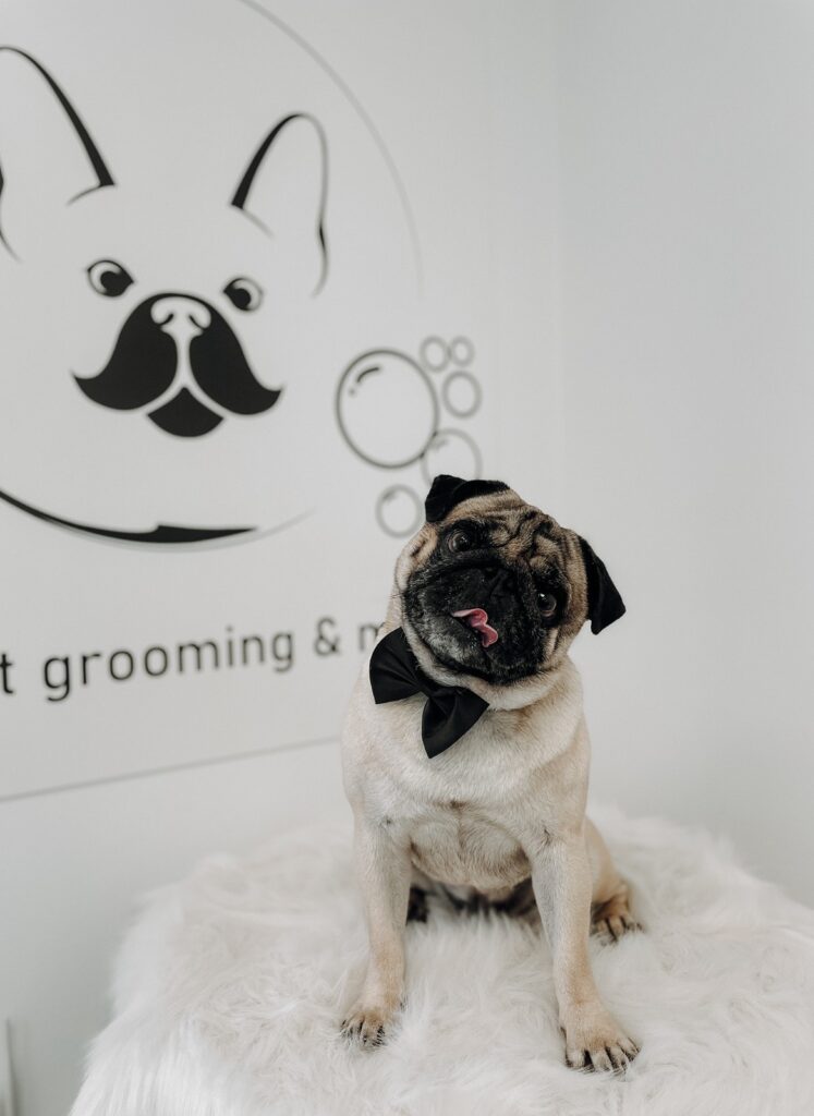 descoperă wash&woof, noul salon canin din orașul tău