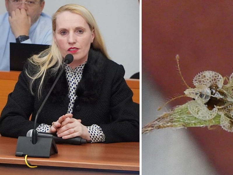 un biolog a semnalat problema ploșniței dantelate, în fața consilierilor locali. „toate parcurile din sibiu sunt afectate”