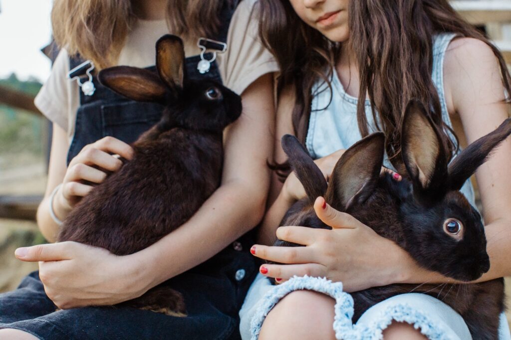 expoziție cu iepuri de rasă, la sibiu. organizator: „dacă doriți să le faceți o bucurie celor mici, vă așteptăm”