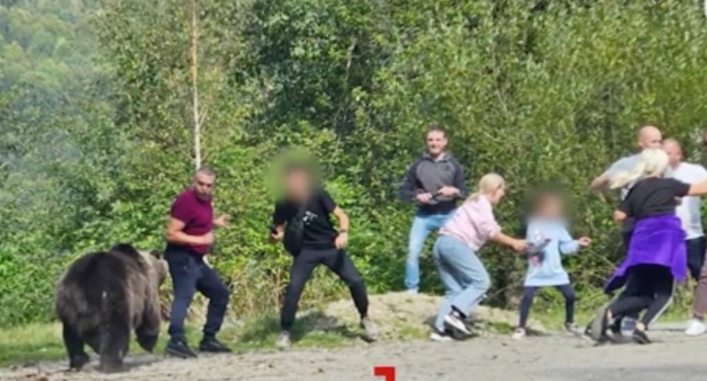 turiști atacați de urs pe transfăgărășan după ce au încercat să-l hrănească