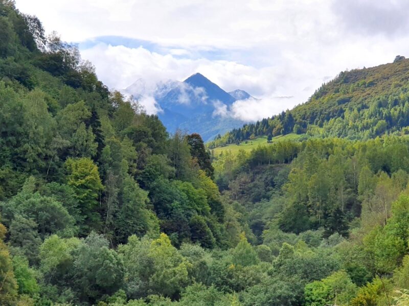 românia va avea un sistem de monitorizare a pădurilor prin satelit