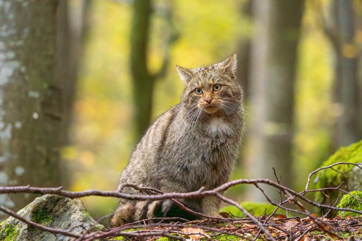 pisică sălbatică fotografiată în parcul național retezat