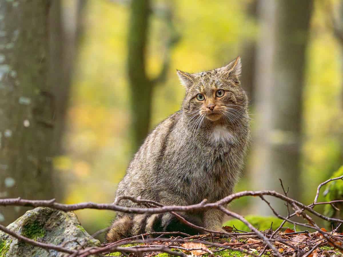 Pisică sălbatică fotografiată în Parcul Național Retezat