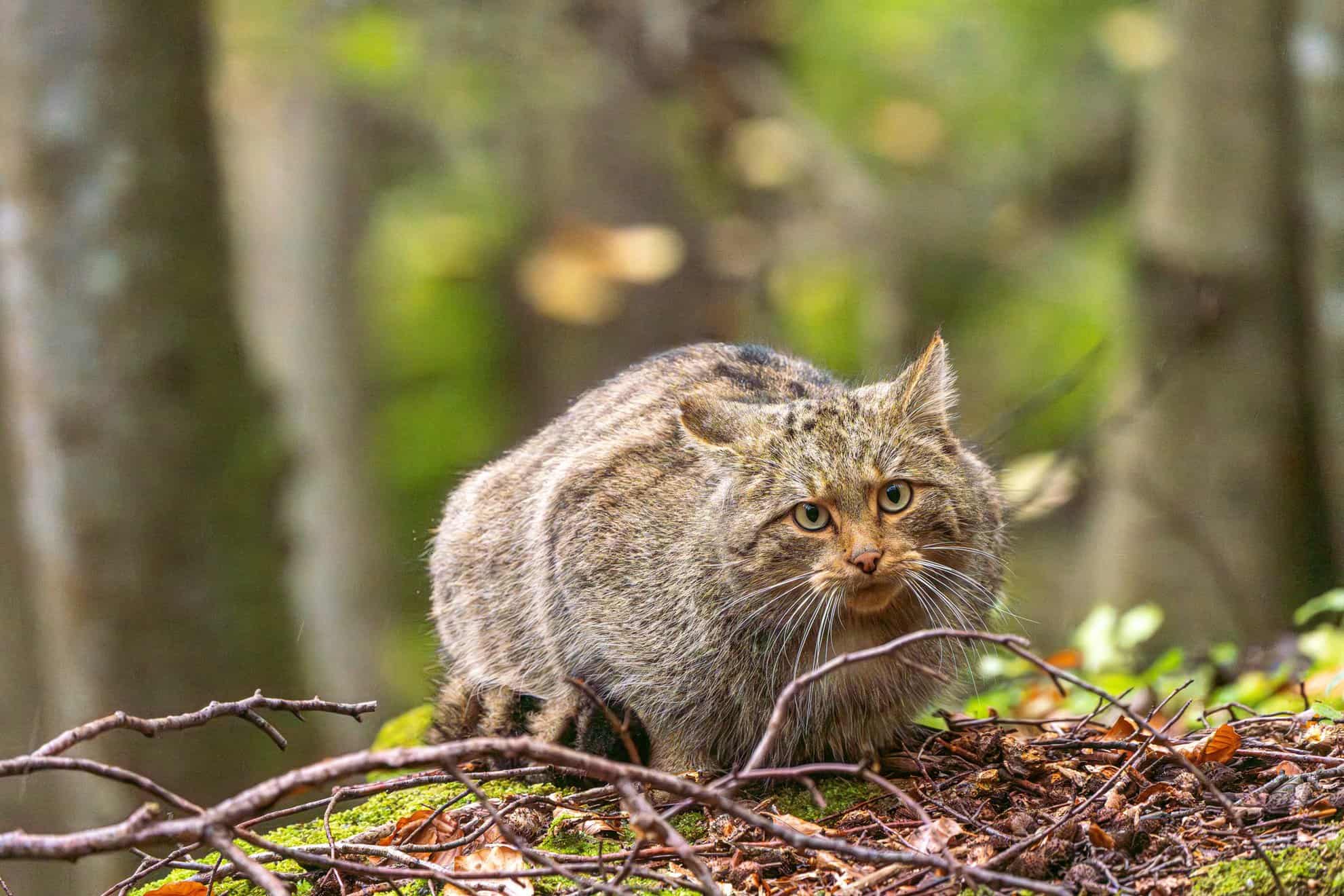 pisică sălbatică fotografiată în parcul național retezat