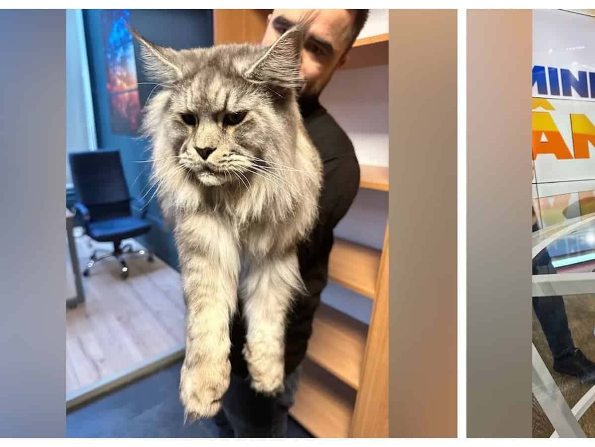 motanul românesc elros, desemnat cea mai frumoasă pisică din lume