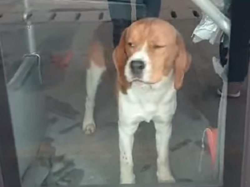 câine uitat într-un autobuz tursib. a ros bureții de lângă o ușă (video)