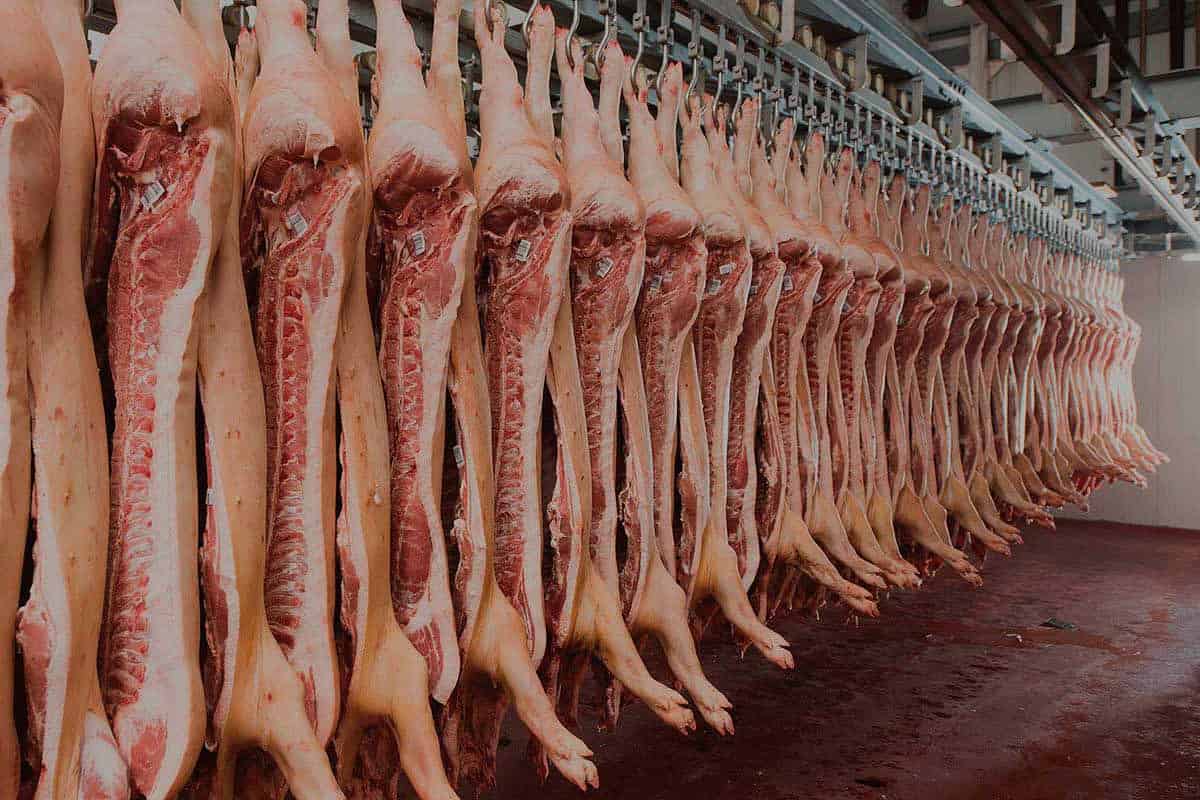 producătorii de carne de vită în pragul colapsului. pierd în jur de 1.000 de lei pe cap de animal