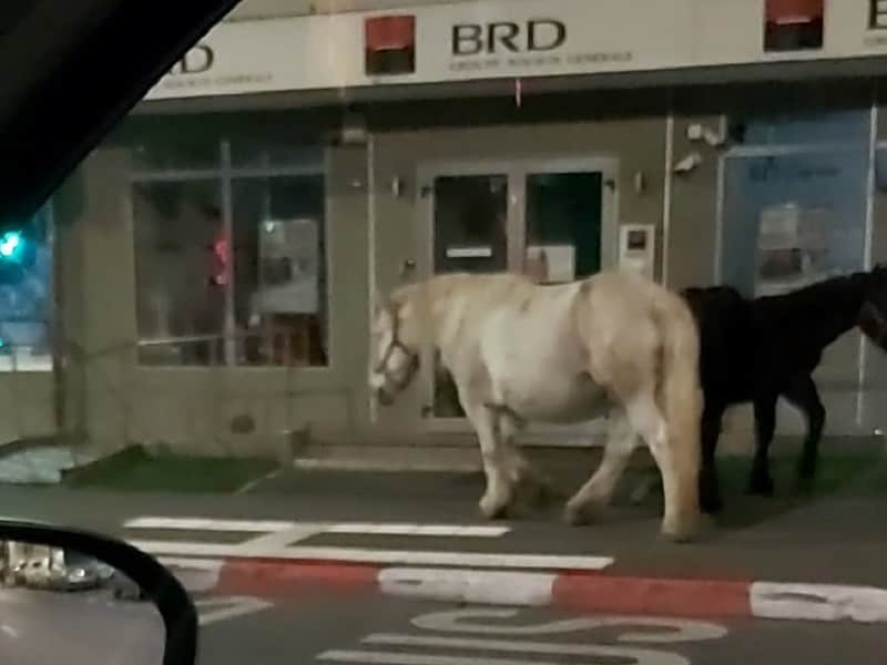 cai la plimbare nestingheriți prin sibiu. au fost văzuți pe calea dumbrăvii (foto)