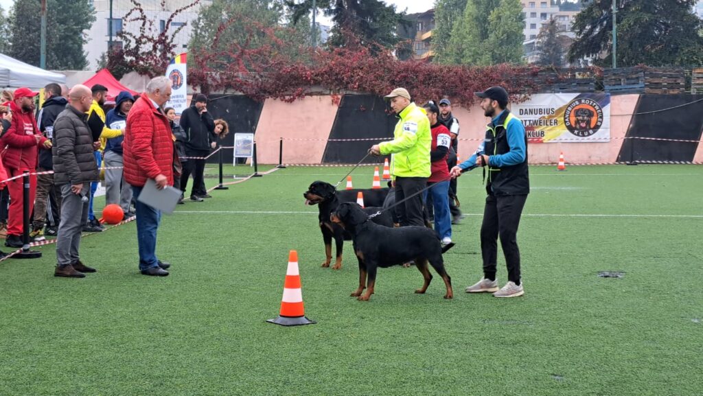 Cei mai frumoși rottweileri sunt din Sibiu. Gessy și Uta, locurile 1 și 3 la campionatul internațional din București (foto, video)