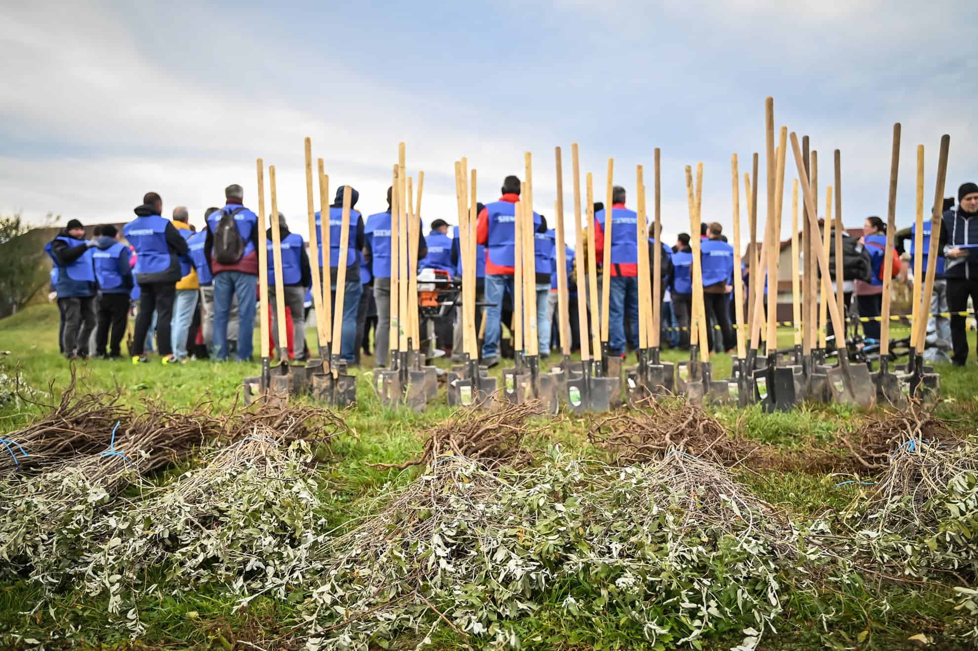 aproape 4.000 de arbori, plantați în weekend în cartierul tineretului. au participat sute de voluntari (foto)