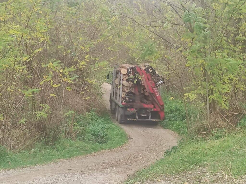 Locuitorii din Șeica Mare se plâng de defrișările din zonă. „Drumul se degradează zilnic”. Primarul îi contrazice (video)