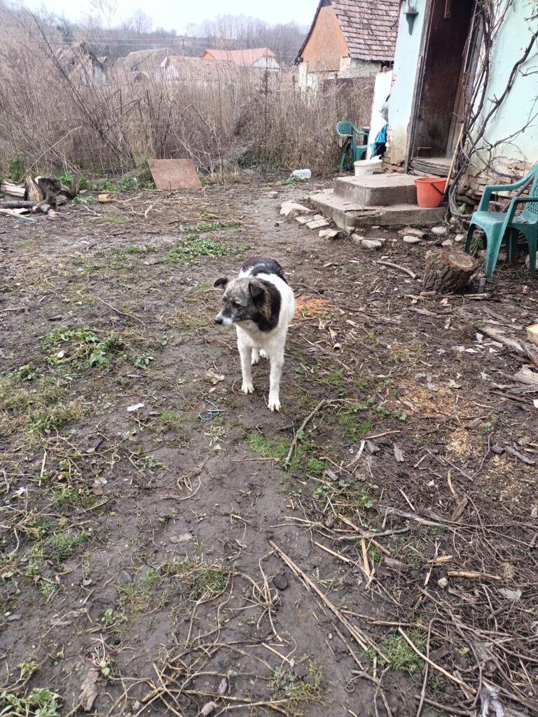 mobilizare amplă pentru un bătrânel din bârghiș. nenea anton locuiește singur într-o casă dărăpănată (foto)