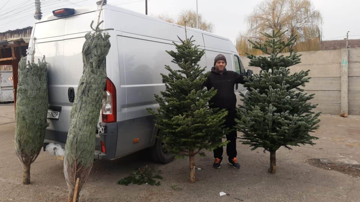 au apărut brazii de calitatea întâi în piața cibin. prețuri de la 80 de lei, după mărime