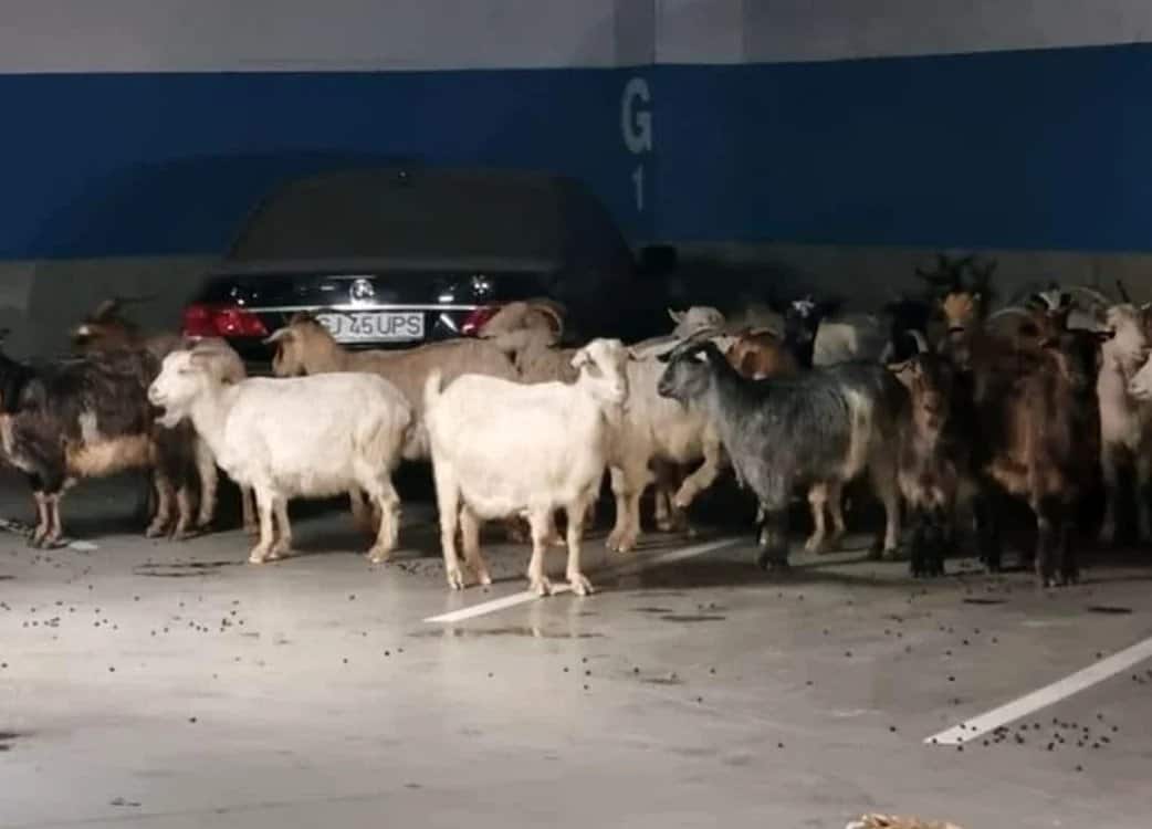 made in românia. parcarea subterană a unui mall invadată de o turmă de capre (video)
