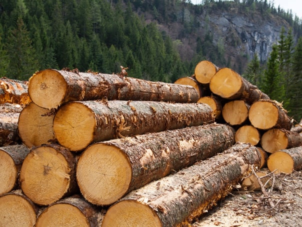 i.t.m. sibiu a constatat nereguli grave la exploatarea forestieră. au fost aplicate amenzi de 8.000 de lei