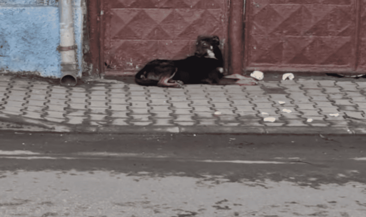 câine abandonat de stăpân în fața propriei case. poliția l-a amendat cu 15.000 de lei pe proprietar (video)