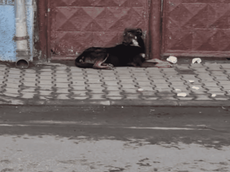 câine abandonat de stăpân în fața propriei case. poliția l-a amendat cu 15.000 de lei pe proprietar (video)