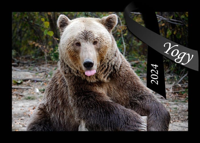 a murit yogy, cel mai vârstnic urs brun din românia. a stat 30 de ani la zoo în sibiu