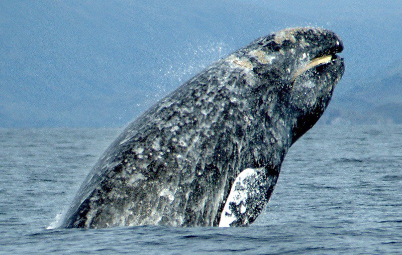 descoperire fascinantă: balenele folosesc elemente similare vorbirii umane
