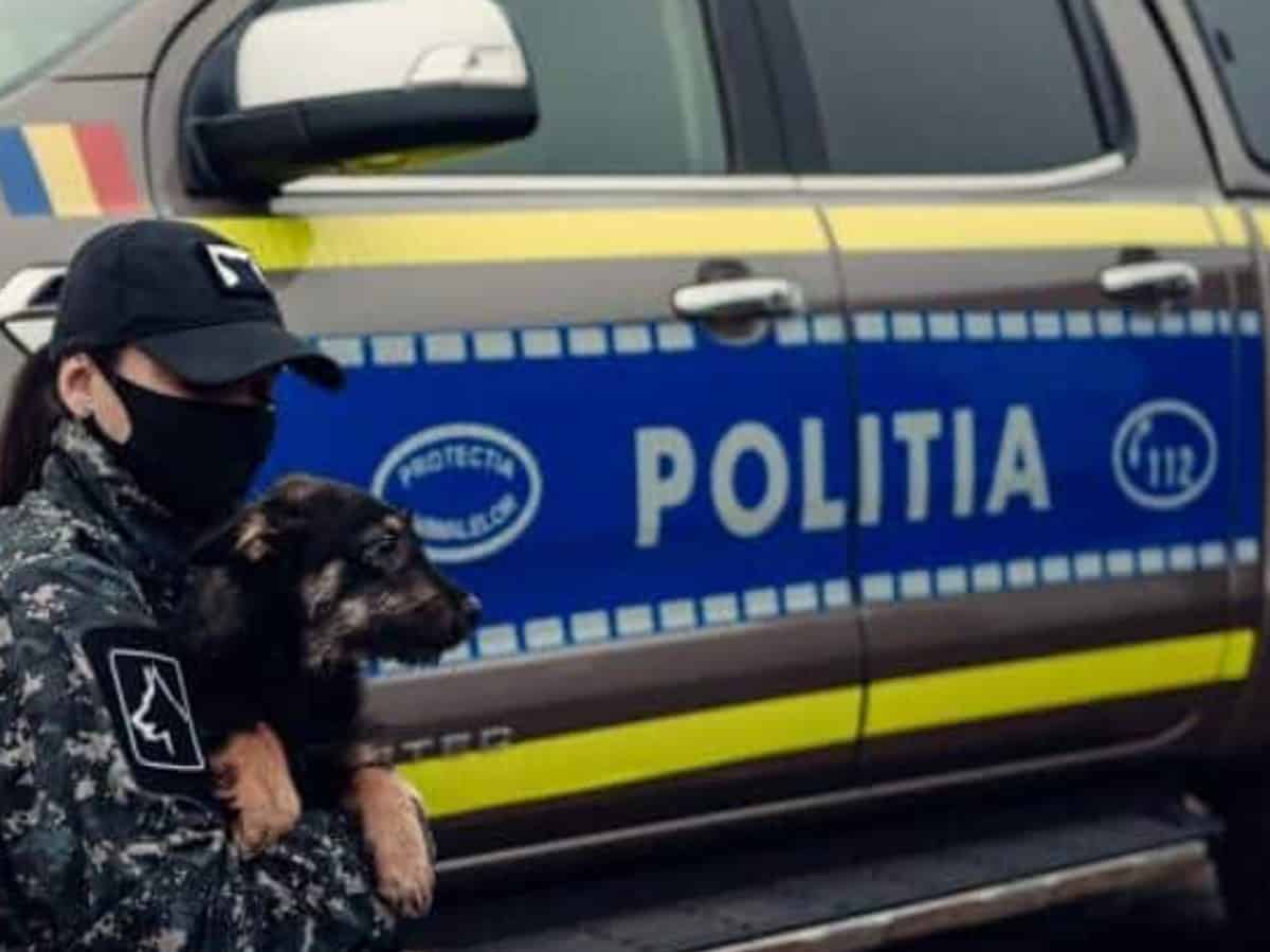 zeci de sesizări la poliția animalelor anul trecut. un câine a fost salvat datorită unui articol publicat de ora de sibiu