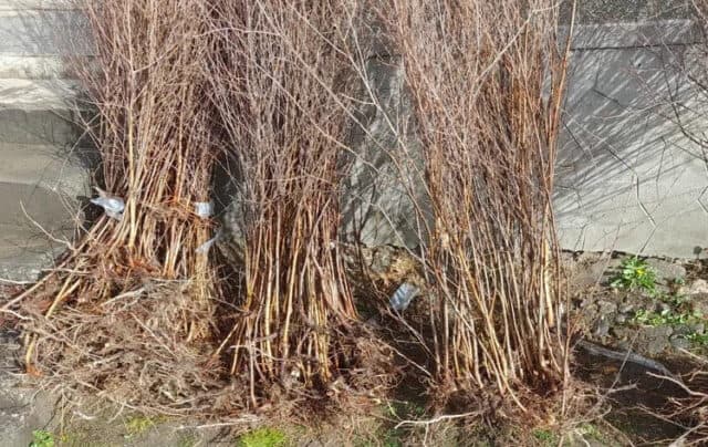 doi dâmbovițeni au furat aproape 100 de puieți de mesteacăn de pe o plantație din porumbacu de jos