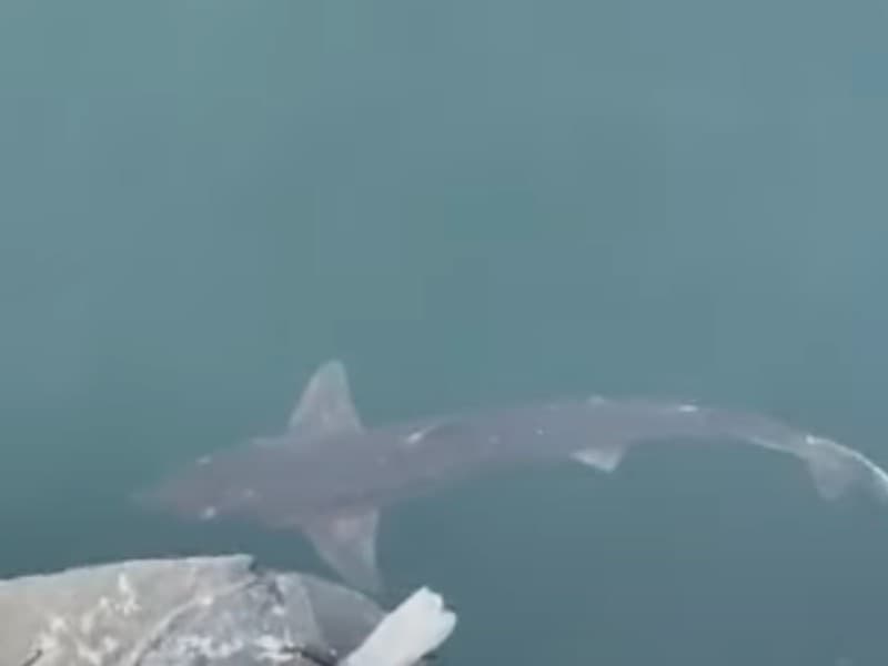 rechin filmat în zona portului tomis din constanța. un biolog explică apariția (video)